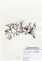 藏品(傘房龍鬚菜)的圖片